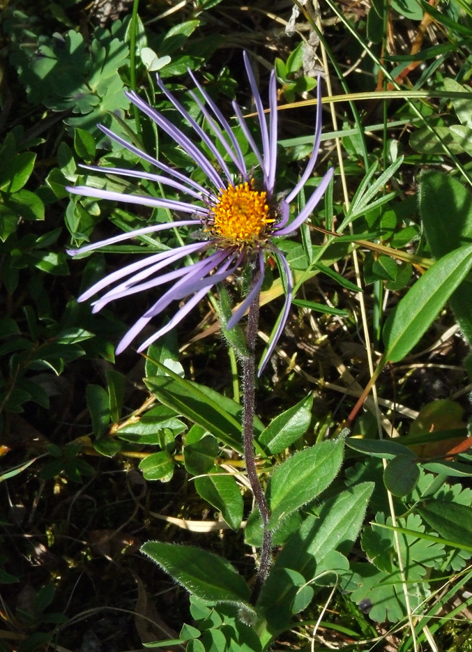 Image of Erigeron flaccidus specimen.