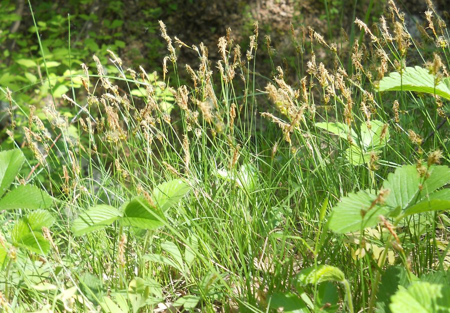 Image of Carex supina specimen.