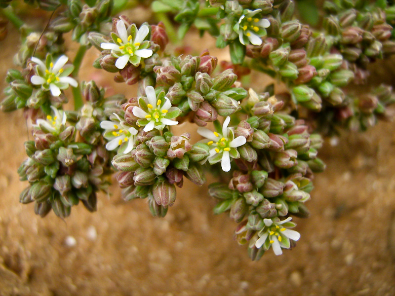 Изображение особи Polycarpon succulentum.