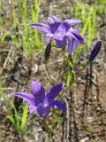 Campanula patula. Соцветие. Ленинградская обл., Ломоносовский р-н, Копорье. 21.06.2009.