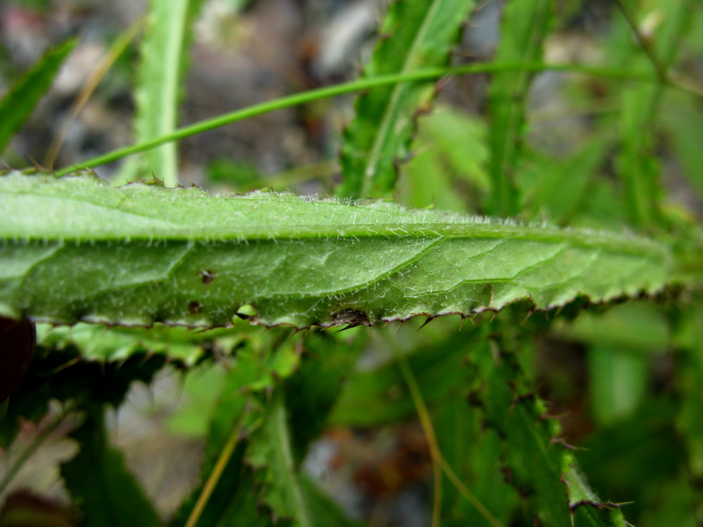 Изображение особи Cirsium komarovii.