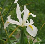 genus Iris. Цветок. Московская обл., дачный участок. 24.06.2001.