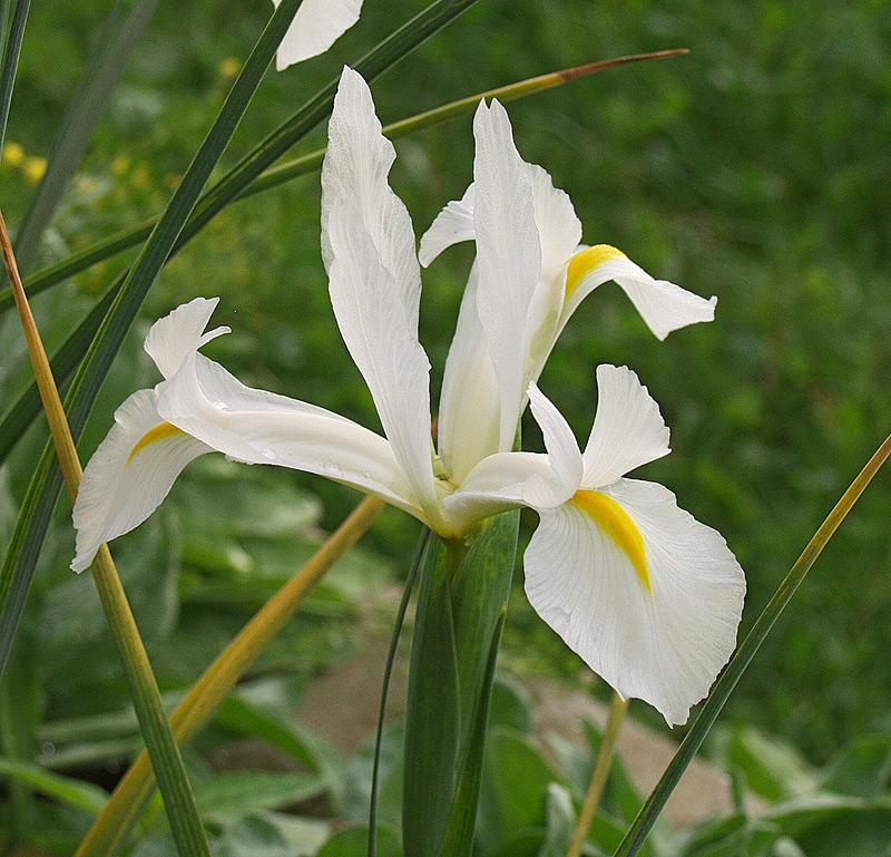 Image of genus Iris specimen.