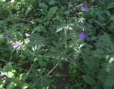 род Geranium
