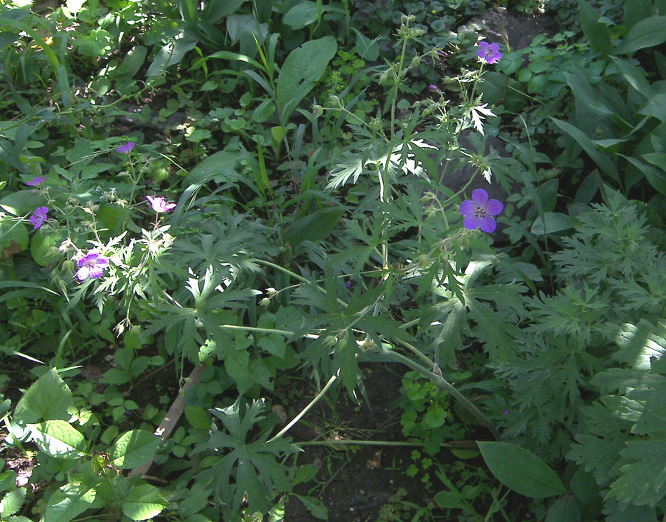 Изображение особи род Geranium.