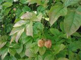 Staphylea pinnata. Верхушка побега с плодами. Украина, Львовская обл., в зарослях кустарников. 2 сентября 2008 г.
