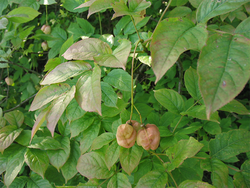 Image of Staphylea pinnata specimen.