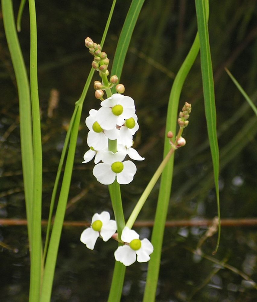 Image of Sagittaria aginashi specimen.