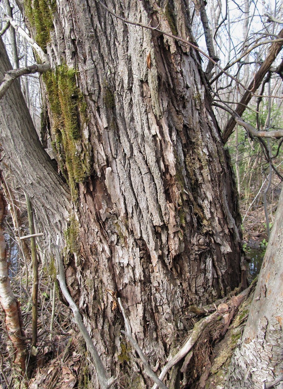 Изображение особи Salix pentandra.