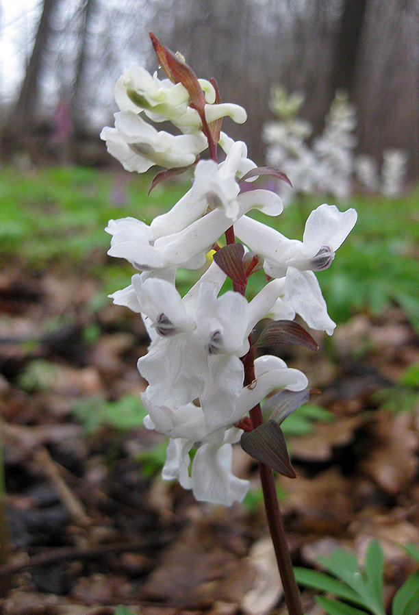 Image of Corydalis cava specimen.