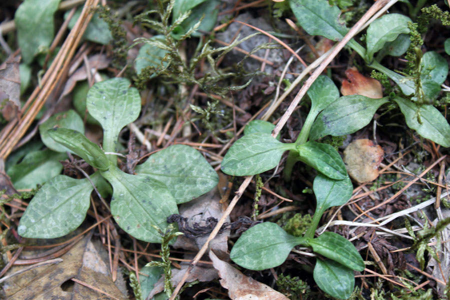 Image of Goodyera repens specimen.