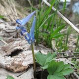 Corydalis emanueli. Цветки и листья. Карачаево-Черкесия, Зеленчукский р-н, ущелье р. Марка. 06.05.2012.