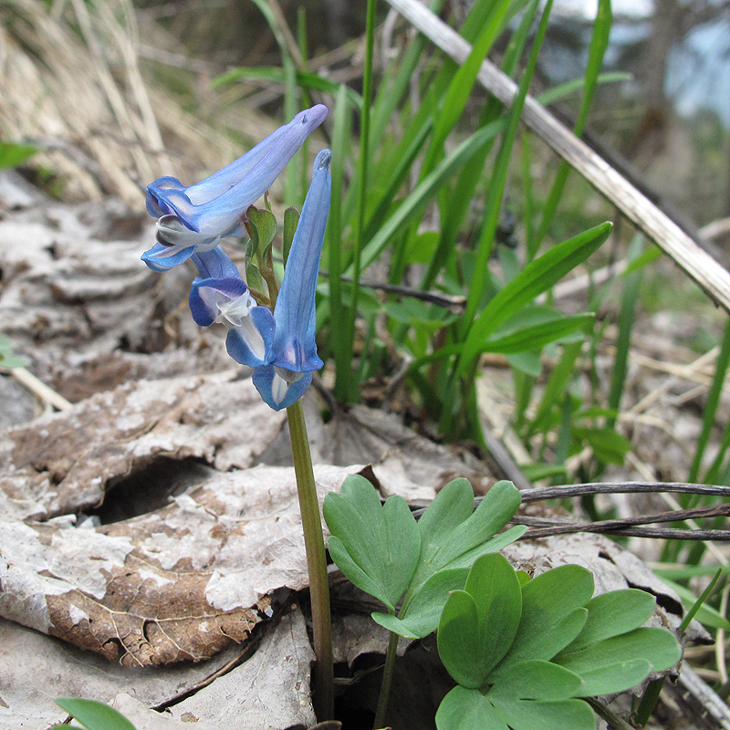 Изображение особи Corydalis emanuelii.