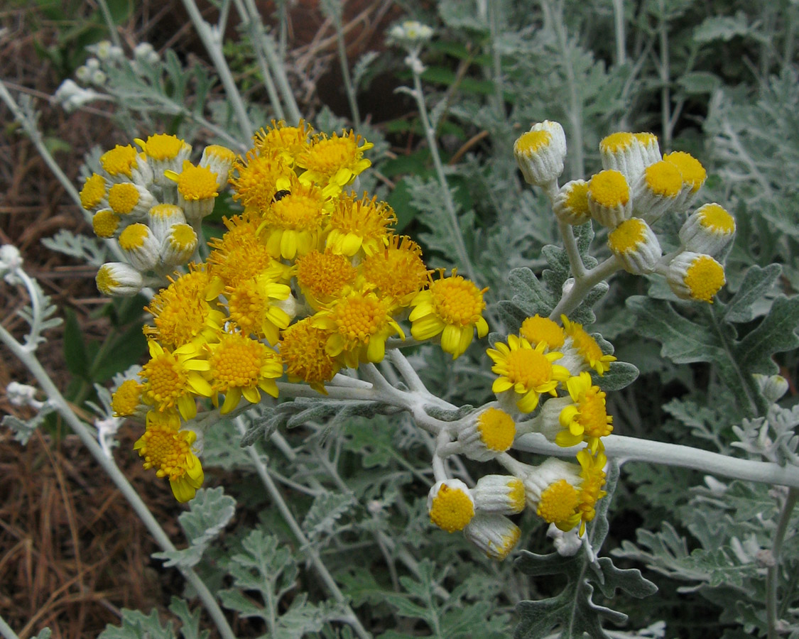 Изображение особи Senecio cineraria.