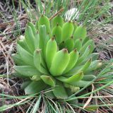 Sempervivum caucasicum