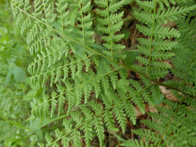 Image of Pseudocystopteris spinulosa specimen.