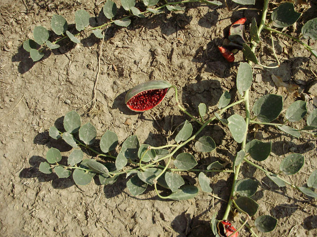 Image of Capparis herbacea specimen.