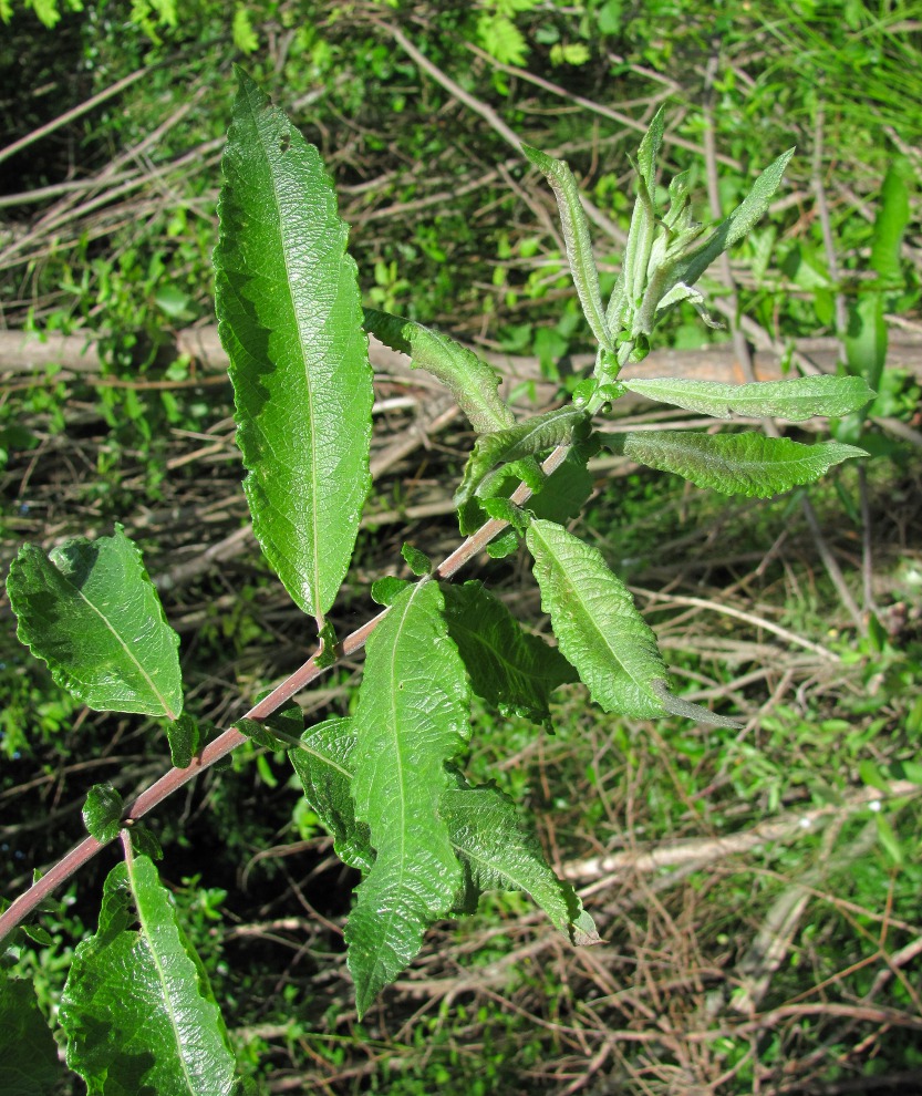 Image of Salix × schaburovii specimen.