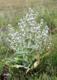 Salvia aethiopis