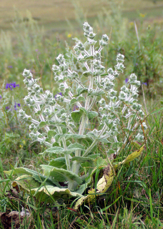 Изображение особи Salvia aethiopis.