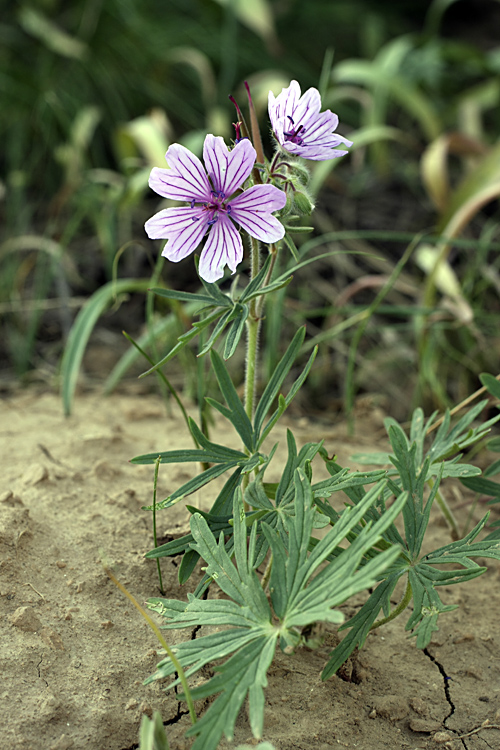 Изображение особи Geranium transversale.