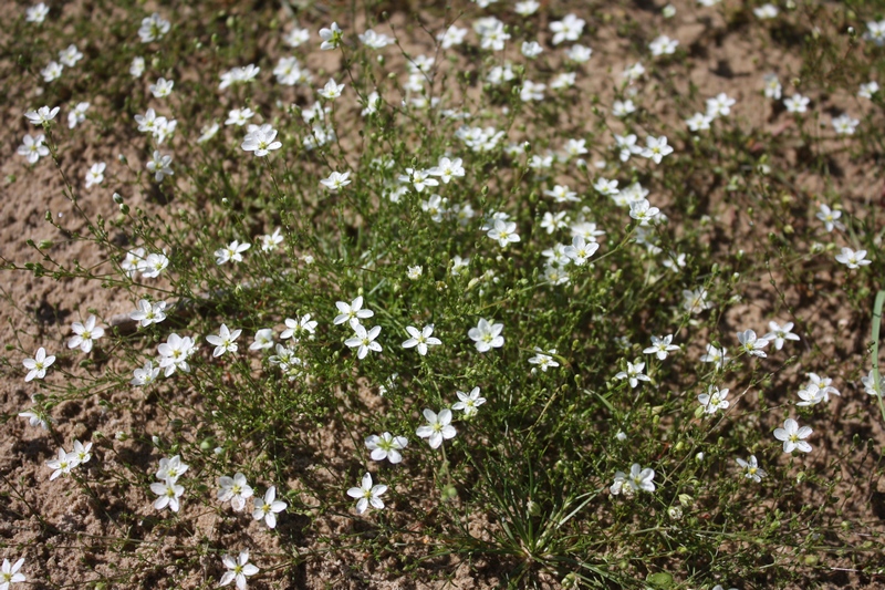 Image of Sagina nodosa specimen.