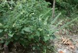 Scutellaria albida