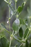 Zygophyllum subspecies orientale