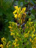 Genista tinctoria. Верхушка цветущего растения. Киев, Святошино, молодая сосновая посадка, 13 июня 2008 г.