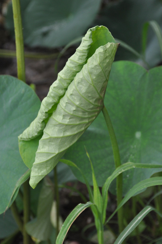 Image of Nelumbo komarovii specimen.