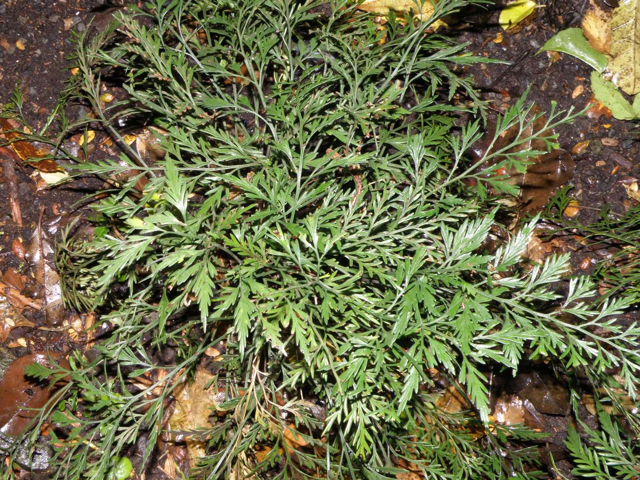 Изображение особи Asplenium haurakiense.