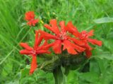 Lychnis chalcedonica