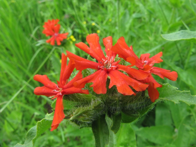 Изображение особи Lychnis chalcedonica.