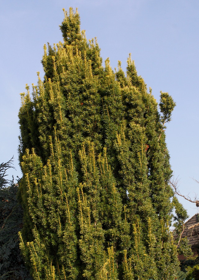 Изображение особи Taxus baccata.