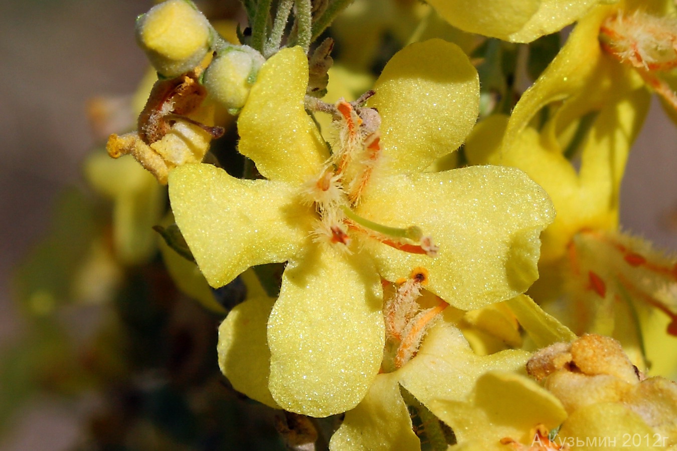 Изображение особи Verbascum lychnitis.