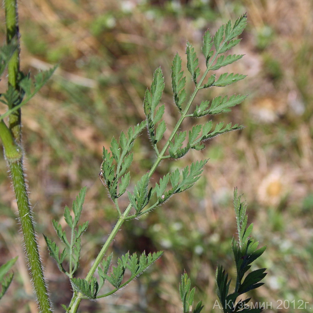 Image of Daucus carota specimen.