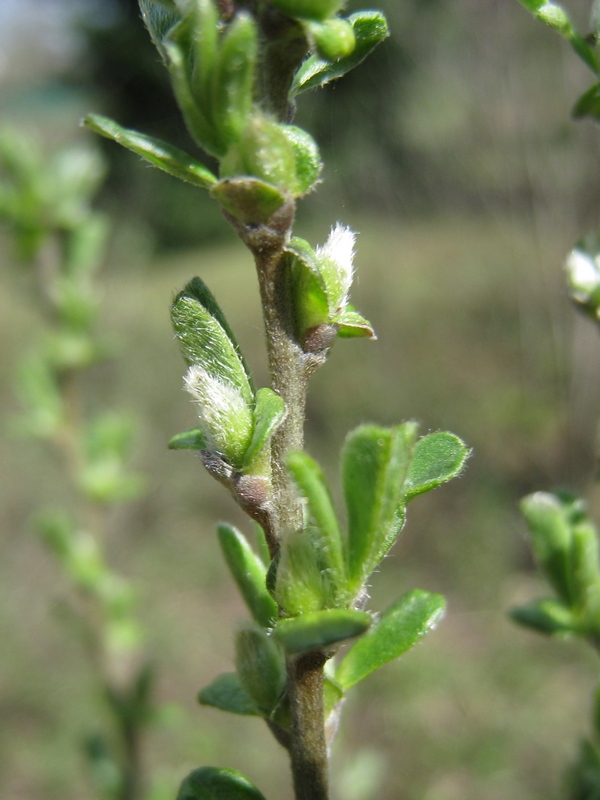 Image of Chamaecytisus ruthenicus specimen.