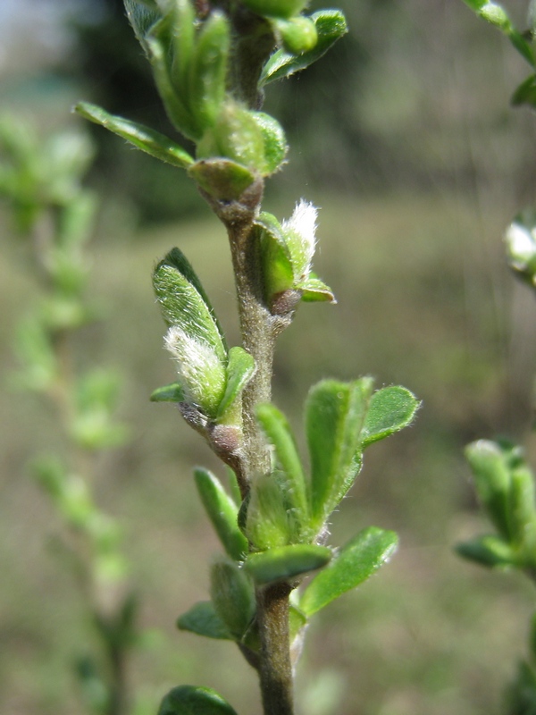 Изображение особи Chamaecytisus ruthenicus.