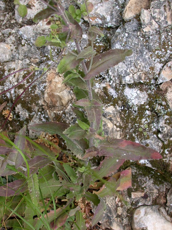 Изображение особи Arabis turrita.