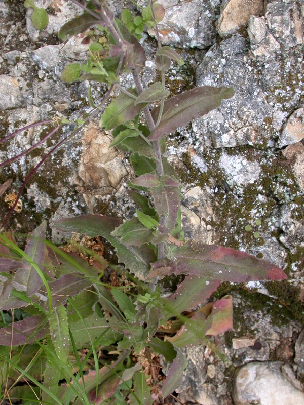 Image of Arabis turrita specimen.