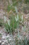Agropyron pinifolium. Верхушки побегов с соцветиями. Черноморское побережье Кавказа, Геленджикский район, близ с. Виноградное, каменистый склон. 7 мая 2012 г.