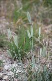 Agropyron pinifolium