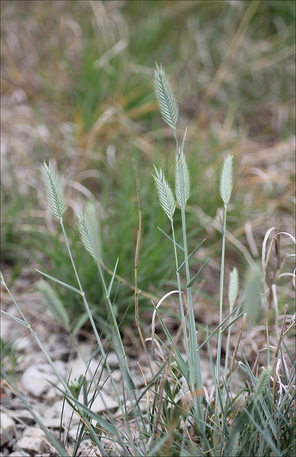 Изображение особи Agropyron pinifolium.