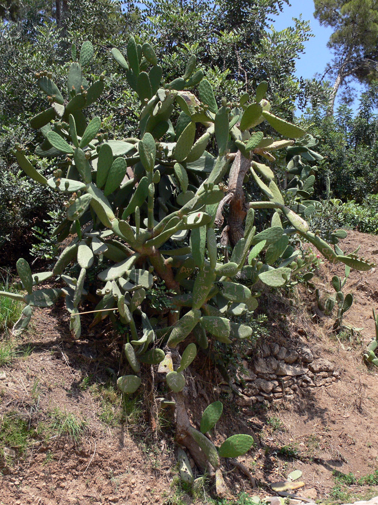 Изображение особи Opuntia ficus-indica.