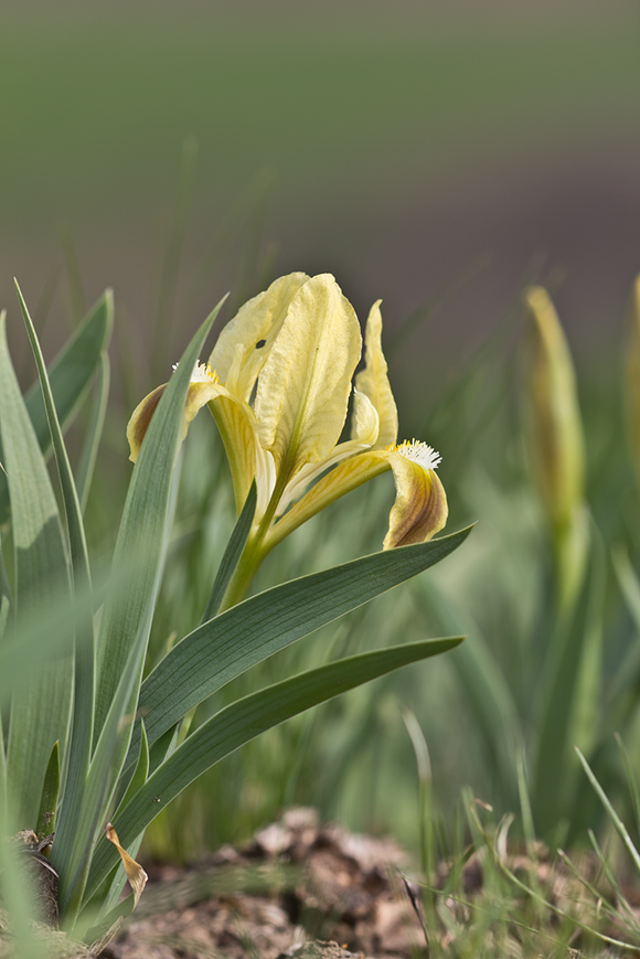 Изображение особи Iris pumila.