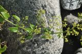 Rubia cordifolia