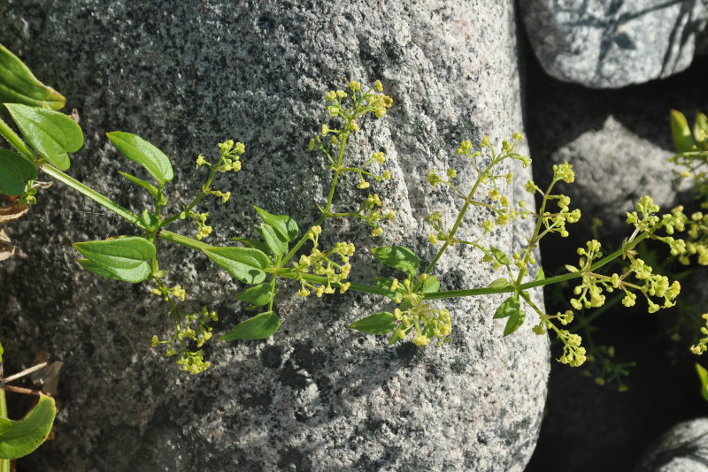 Image of Rubia cordifolia specimen.