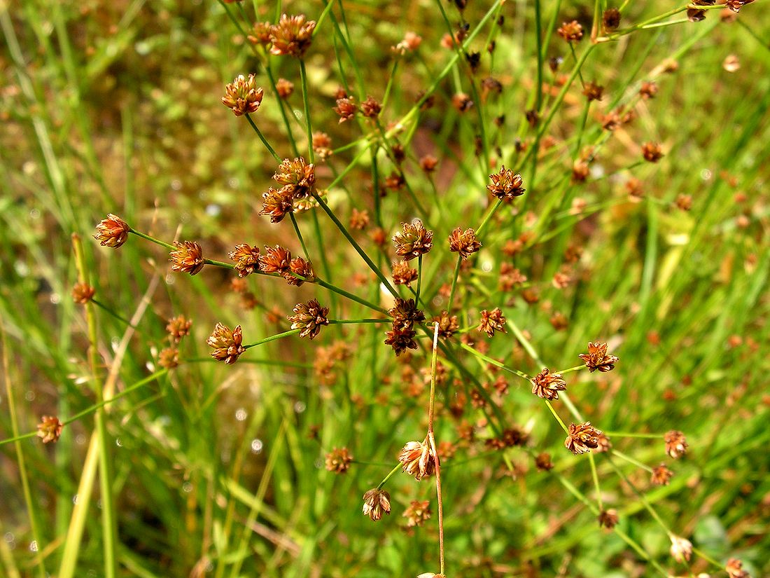 Изображение особи род Juncus.