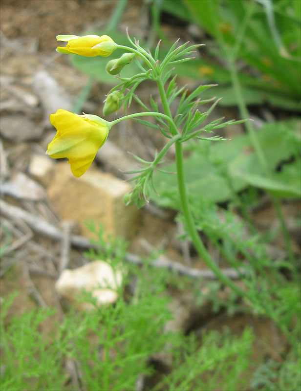 Image of Hypecoum dimidiatum specimen.