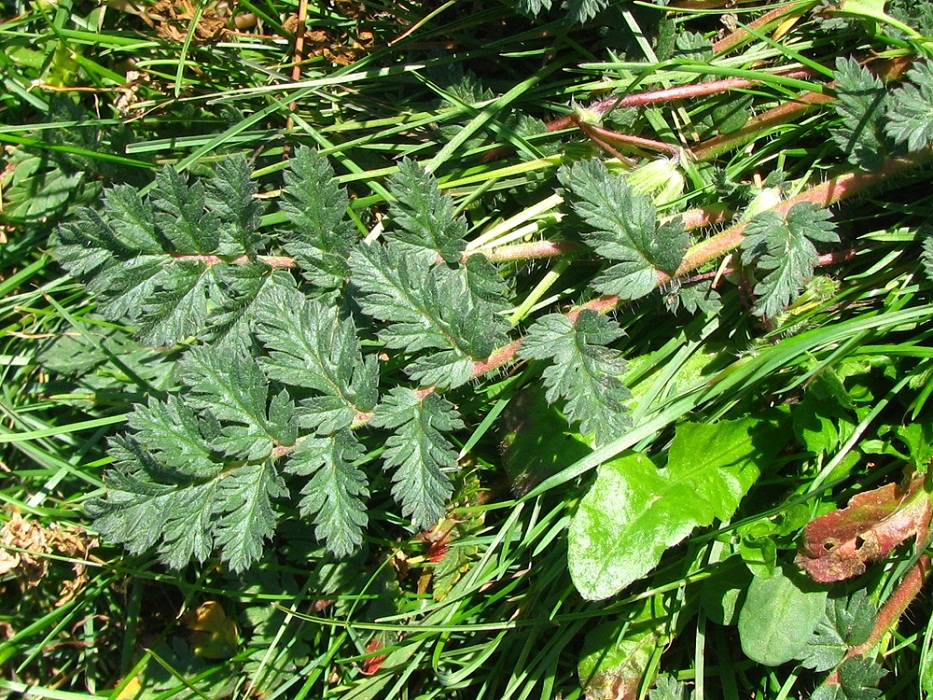 Изображение особи Erodium cicutarium.